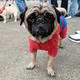 Illustration for article titled Highlights From "Puglandia," Oregon's Annual Pug Crawl